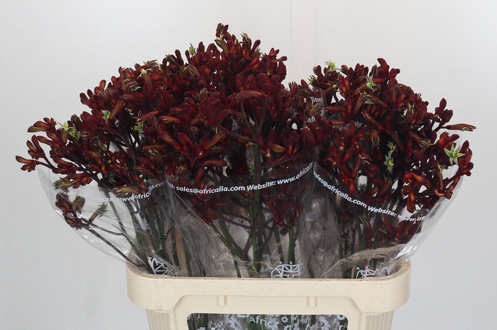 <h4>Anigozanthos Early Spring</h4>