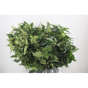 Hedera Leaves 400gr P Bunch