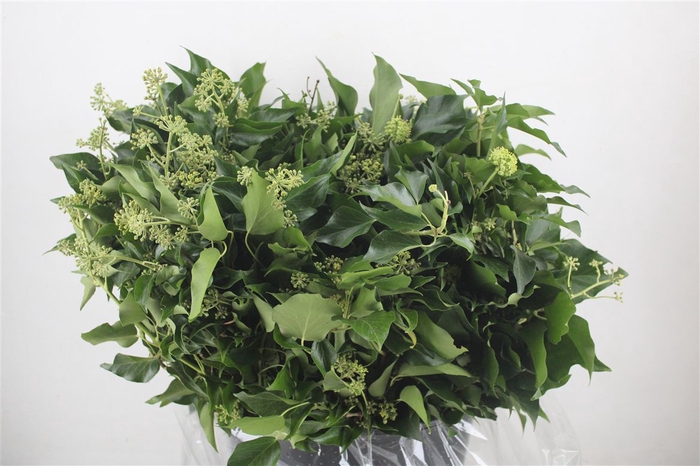 <h4>Hedera Leaves 400gr P Bunch</h4>