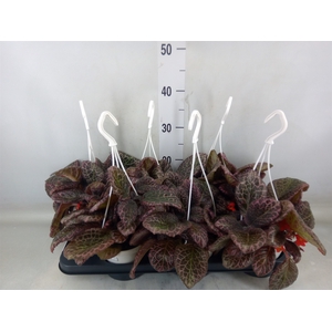 Episcia   ...
