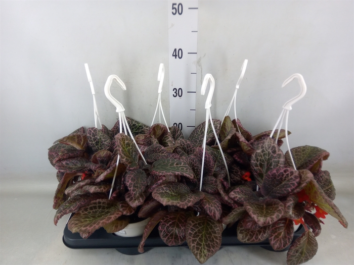 <h4>Episcia   ...</h4>