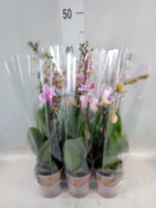 <h4>Phalaenopsis  'Ant Rotterdam'</h4>