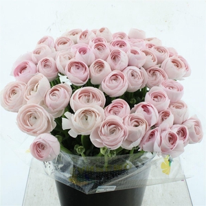 Ran Su Sr Hanoi Pink Super