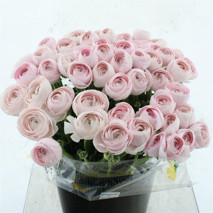 <h4>Ran Su Sr Rosa 121 Super</h4>