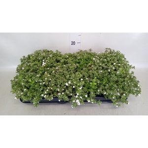 Gypsophila cerastioides