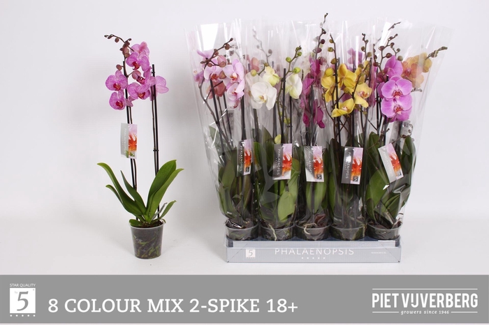 <h4>PHAL GEM 8 KL</h4>