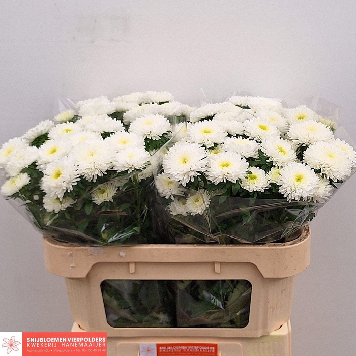 Callis Azumi XL White Hanemaaijer