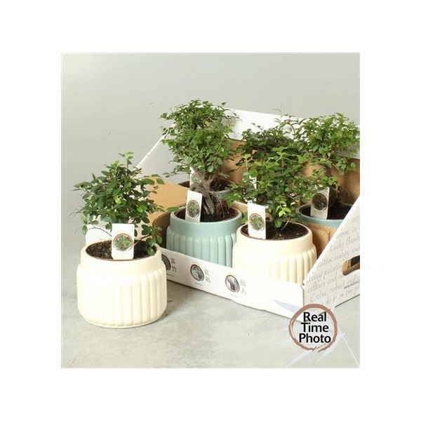 <h4>Bonsai Gem Deco Ceramic</h4>