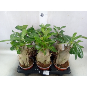 Adenium obesum