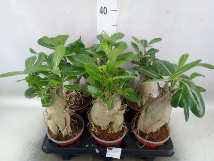 <h4>Adenium obesum</h4>