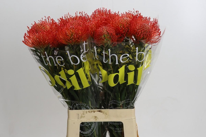 <h4>Nutans Succession</h4>