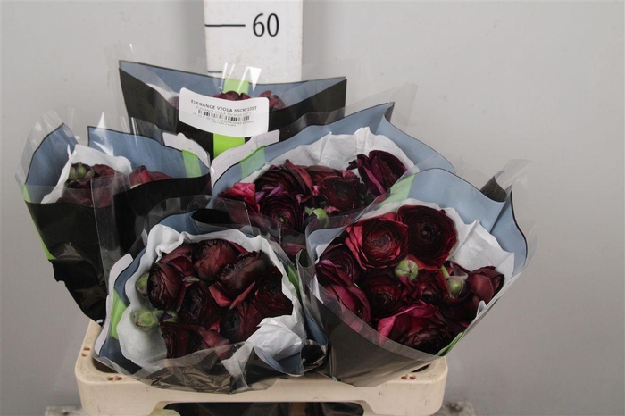 <h4>Ran Elegance Viola</h4>