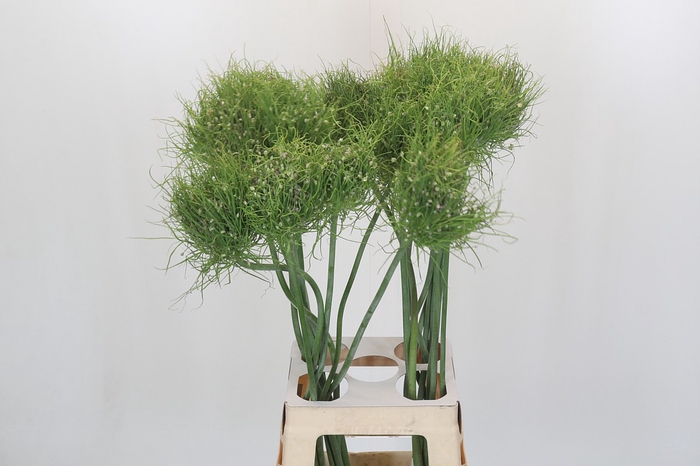 Allium Catweazle