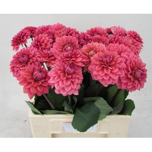 Dahlia Dec Sal Runner