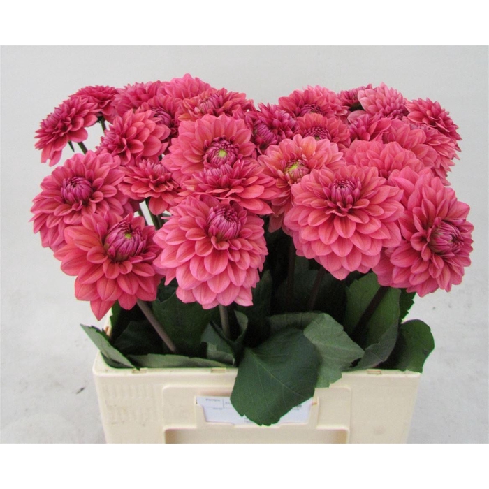<h4>Dahlia Dec Sal Runner</h4>