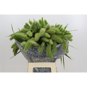 SETARIA IT VOLL MELK