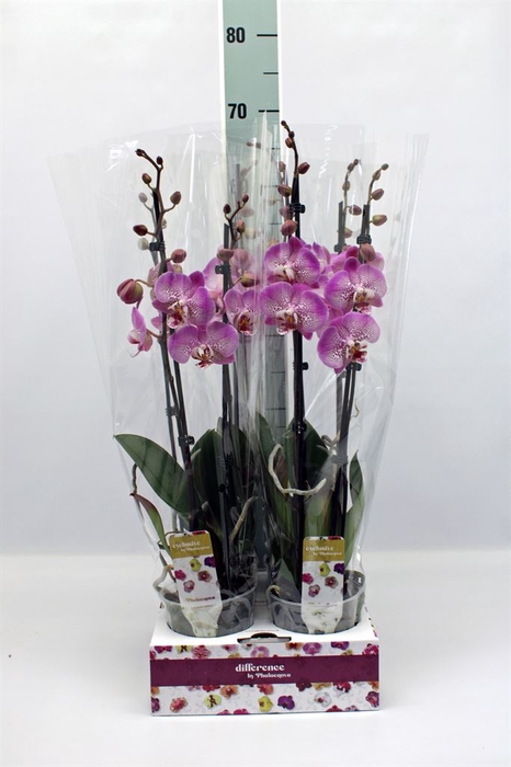 <h4>Phalaenopsis  'Jillion'</h4>