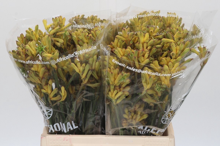 Anigozanthos Cape Aurora