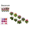 Primula 'Touch Me' mix | Decorum