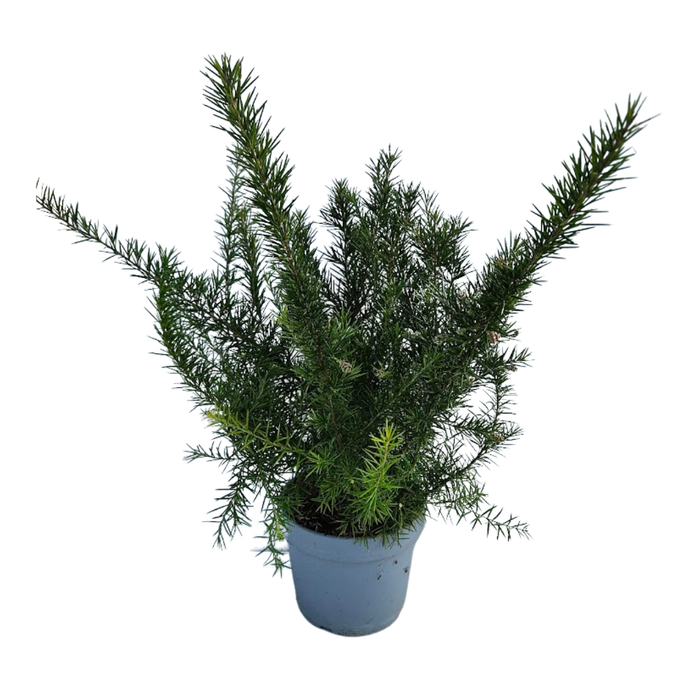 <h4>Grevillea robusta</h4>