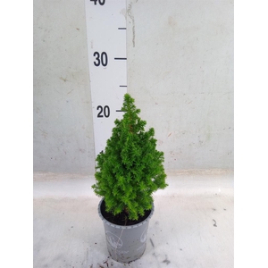 Chamaecyparis thyo. 'Spitsbergen'