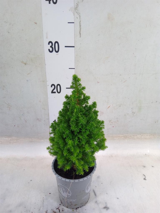 <h4>Chamaecyparis thyo. 'Spitsbergen'</h4>