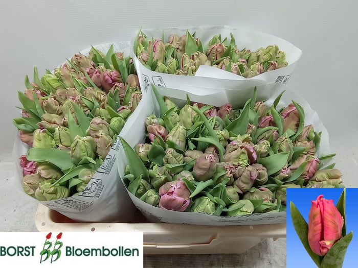 <h4>TU PA MARVEL PARROT</h4>