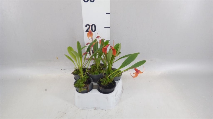 <h4>Orchideeen   ...</h4>