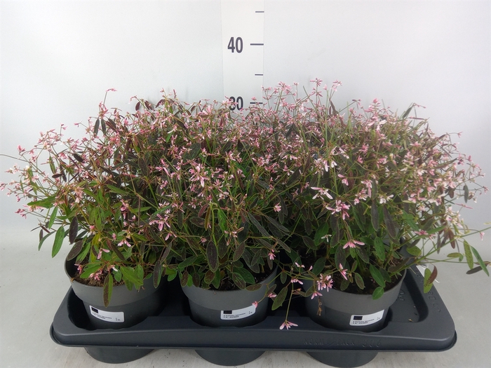 <h4>Euphorbia hyperic.   ...</h4>