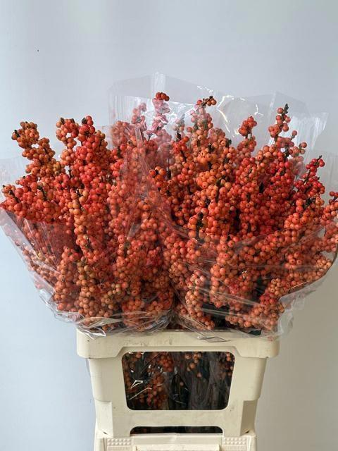<h4>ILEX MAG DAYDREAM</h4>