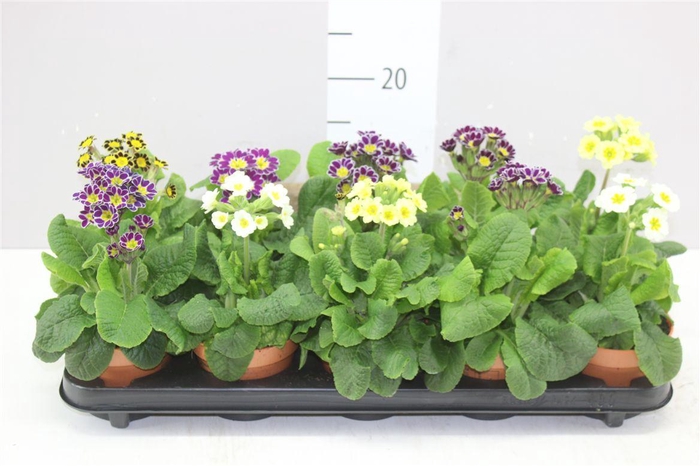 <h4>Primula Veris Veris</h4>