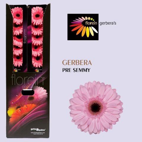 <h4>Gerbera aquabox pre-semmy</h4>