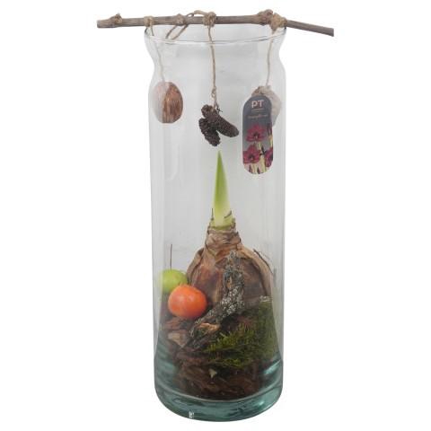 <h4>PTAA8824 Arrangement Amaryllis in glazen vaas</h4>