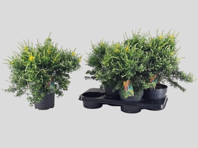 <h4>GENISTA X SP</h4>