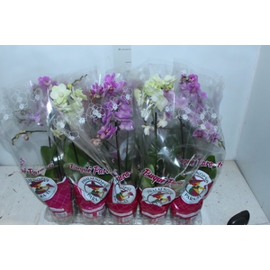 PHALAENOPSIS MINI P12