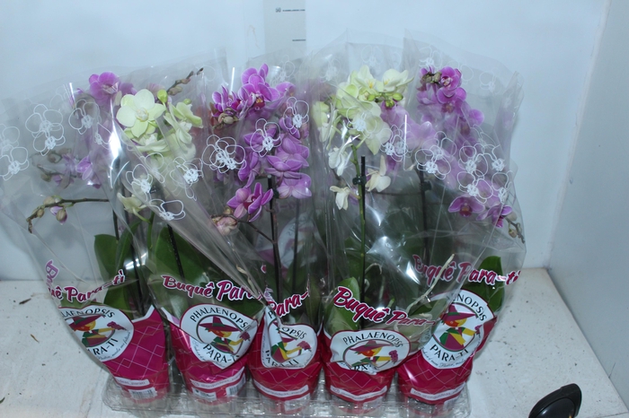 <h4>PHALAENOPSIS MINI P12</h4>