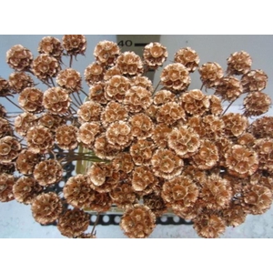 Scabiosa Koper (gedroogd)