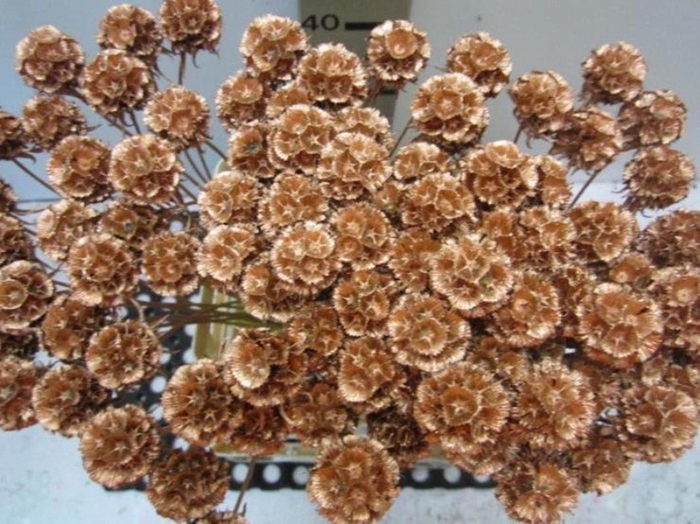 <h4>Scabiosa Koper (gedroogd)</h4>