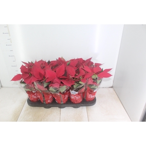 POINSETTIA P11 VERMELHO