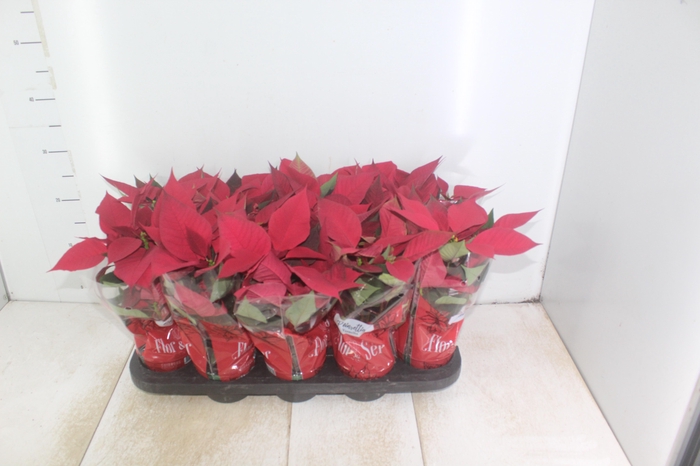 <h4>POINSETTIA P11 VERMELHO</h4>