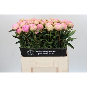Paeonia Dinner Plate