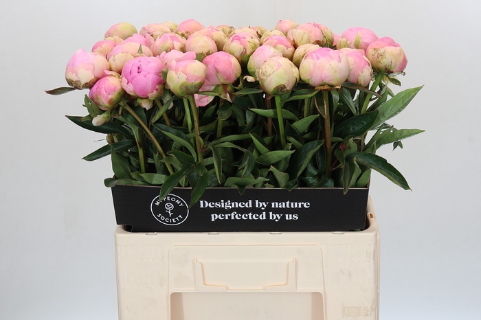 Paeonia Dinner Plate