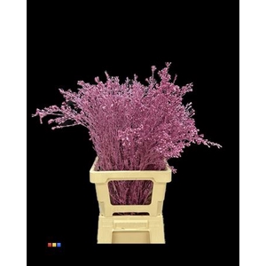 Waxflower Metallic Cerise