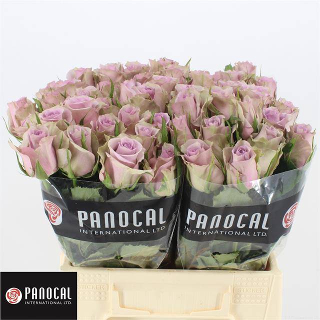 <h4>R GR SAMANTHA BRIDAL</h4>
