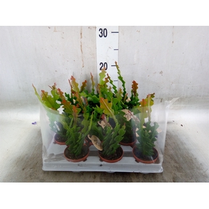 Epiphyllum anguliger