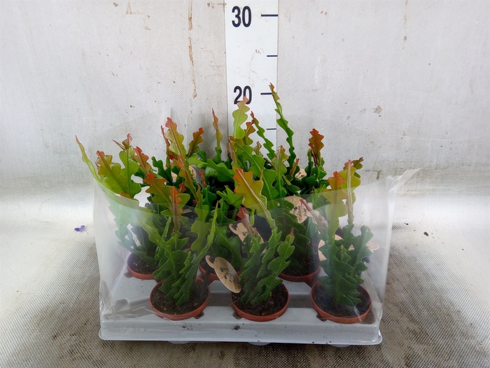 <h4>Epiphyllum anguliger</h4>