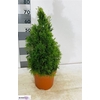 Thuja O Smaragd