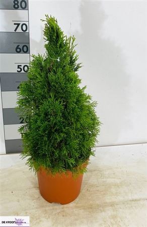 Thuja O Smaragd