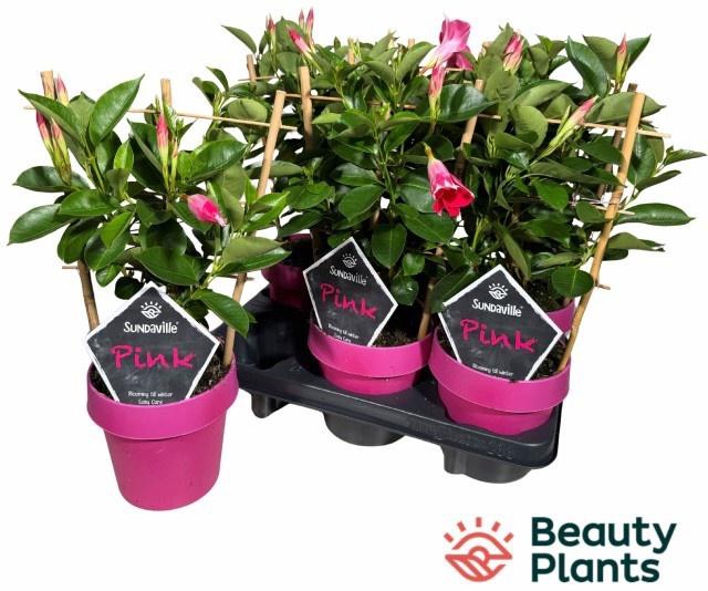 <h4>MANDE SUN PINK</h4>