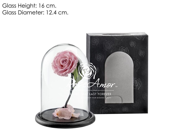 <h4>Dome Sofia Pin04 Bulk</h4>